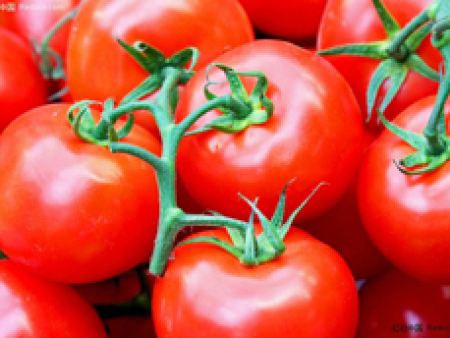 西红柿农产品配送
